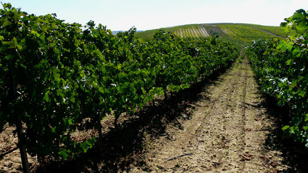 VIGNETO tipico siciliano a Salemi panoramiche e particolari. Fotografie di Giulio Azzarello &copy;2014.