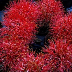 ORTO BOTANICO di PALERMO. Fotografie di Giulio Azzarello ©2019.