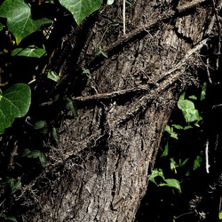 Arabo Normanno. Fotografie di Giulio Azzarello ©2024. Arabo Normanno. Fotografie di Giulio Azzarello ©2024.