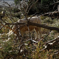 BESTIE. Fotografie di Giulio Azzarello ©2022. BESTIE. Fotografie di Giulio Azzarello ©2022.