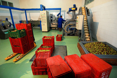 TIPICO FRANTOIO fotografie di Giulio Azzarello ©2014. TIPICO FRANTOIO fotografie di Giulio Azzarello ©2014.