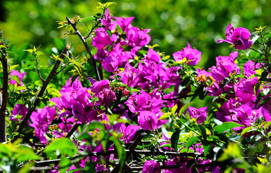 NATURA Violette siciliane in un tipico giardino in estate. Fotografie di Giulio Azzarello &copy;2014.