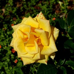 ROSETO. Fotografie di Giulio Azzarello &copy;2022.