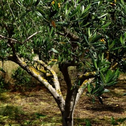 CAMMINANDO. Fotografie di Giulio Azzarello &copy;2024.