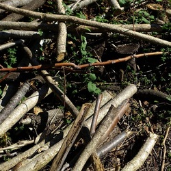 RAMI E ROVI. Fotografie di Giulio Azzarello ©2023. RAMI E ROVI. Fotografie di Giulio Azzarello ©2023.