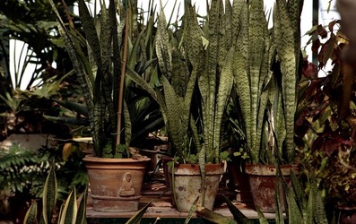 ORTO BOTANICO di Palermo. Fotografie di Giulio Azzarello ©2021.