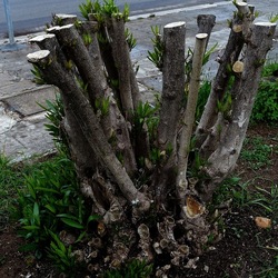 TRONCHI. Fotografie di Giulio Azzarello ©2022.