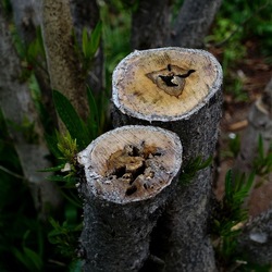 TRONCHI. Fotografie di Giulio Azzarello ©2022.