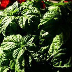 GIARDINO SICILIANO. Fotografie di Giulio Azzarello ©2022. GIARDINO SICILIANO. Fotografie di Giulio Azzarello ©2022.