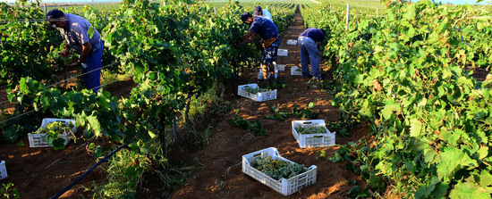 VENDEMMIA a Mazzara del Vallo in Sicilia con i contadini. Fotografie di Giulio Azzarello ©2016. VENDEMMIA a Mazzara del Vallo in Sicilia con i contadini. Fotografie di Giulio Azzarello ©2016.