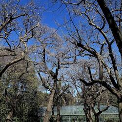 ORTO BOTANICO DI PALERMO. Fotografie di Giulio Azzarello ©2022. ORTO BOTANICO DI PALERMO. Fotografie di Giulio Azzarello ©2022.