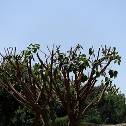 RAMI. Fotografie di Giulio Azzarello &copy;2022.