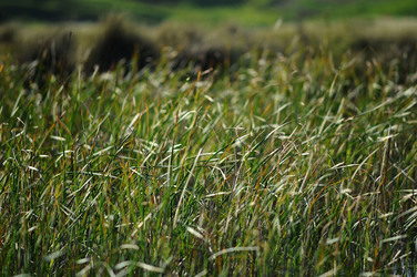 PAESAGGIO SICILIANO nel luogo delle macalube in Sicilia. Fotografie di Giulio Azzarello &copy;2014.