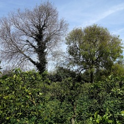 PIANTE. Fotografie di Giulio Azzarello &copy;2022.