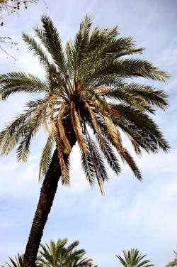 VILLA BONANNO a Palermo. Fotografie di Giulio Azzarello &copy;2016.