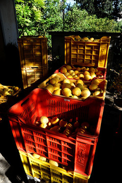 LIMONI di Sicilia coltivati in modo biologico. Fotografie di Giulio Azzarello &copy;2014.