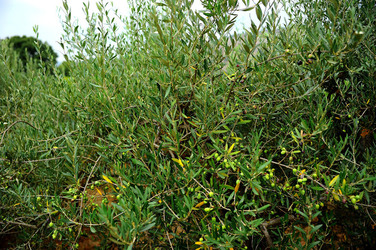 CAMPAGNA SICILIANA. Fotografie di Giulio Azzarello &copy;2016.
