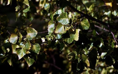 PALERMO fotografie di Giulio Azzarello ©2020.