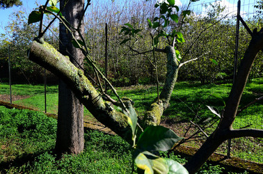 AGRUMETO SICILIANO in autunno. Fotografie di Giulio Azzarello &copy;2014.