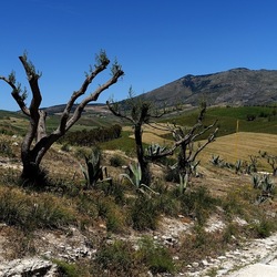 SEGESTA. Fotografie di Giulio Azzarello ©2024. SEGESTA. Fotografie di Giulio Azzarello ©2024.