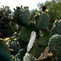 CAMMINANDO. Fotografie di Giulio Azzarello &copy;2024.