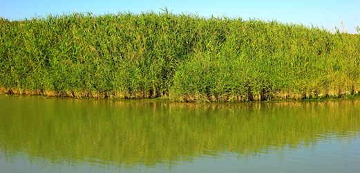 CANNETI in SICILIA. Fotografie di Giulio Azzarello &copy;2016.