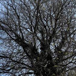 PIANTE. Fotografie di Giulio Azzarello &copy;2022.