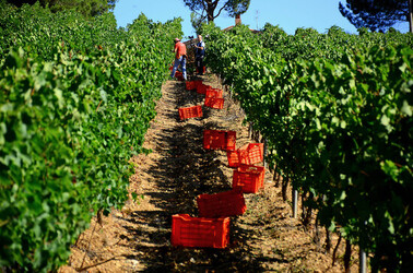 VENDEMMIA a S.Cristina Gela i coltivatori. Fotografie di Giulio Azzarello ©2016. VENDEMMIA a S.Cristina Gela i coltivatori. Fotografie di Giulio Azzarello ©2016.