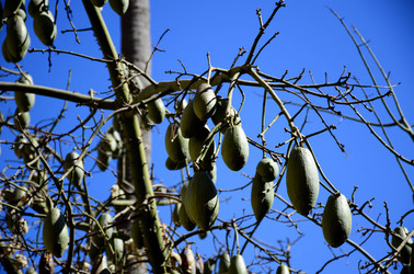 MACCHIA MEDITERRANEA in Sicilia. Fotografie di Giulio Azzarello &copy;2106.