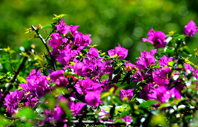 NATURA Violette siciliane in un tipico giardino in estate. Fotografie di Giulio Azzarello &copy;2014.