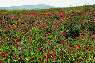 PAESAGGIO SICILIANO nel luogo delle macalube in Sicilia. Fotografie di Giulio Azzarello &copy;2014.