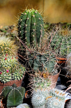 ORTO BOTANICO di Palermo in inverno. Fotografie di Giulio Azzarello &copy;2016.