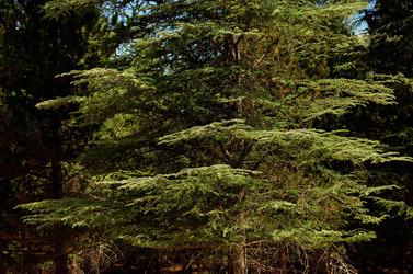 IL PARCO DELLE MADONIE da Polizzi Generosa in Sicilia. Fotografie di Giulio Azzarello &copy;2014.