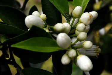 ZAGARA. Fotografie di Giulio Azzarello ©2022. ZAGARA. Fotografie di Giulio Azzarello ©2022.