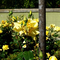 ROSETO. Fotografie di Giulio Azzarello &copy;2022.