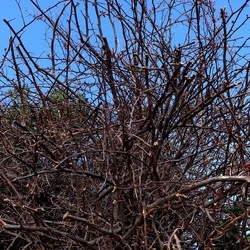 PIANTE. Fotografie di Giulio Azzarello ©2022. PIANTE. Fotografie di Giulio Azzarello ©2022.