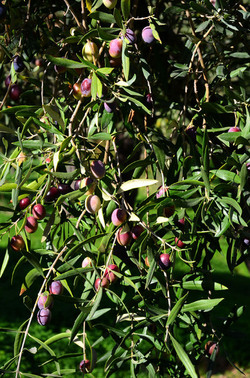 ULIVETO in autunno. Fotografie di Giulio Azzarello ©2014. ULIVETO in autunno. Fotografie di Giulio Azzarello ©2014.