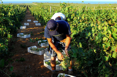 VENDEMMIA a Mazzara del Vallo in Sicilia con i contadini. Fotografie di Giulio Azzarello ©2016. VENDEMMIA a Mazzara del Vallo in Sicilia con i contadini. Fotografie di Giulio Azzarello ©2016.