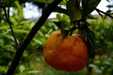 ZAGARA. Fotografie di Giulio Azzarello ©2022. ZAGARA. Fotografie di Giulio Azzarello ©2022.