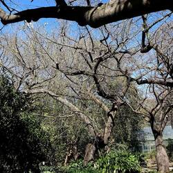 ORTO BOTANICO DI PALERMO. Fotografie di Giulio Azzarello ©2022. ORTO BOTANICO DI PALERMO. Fotografie di Giulio Azzarello ©2022.