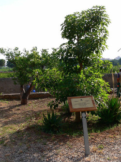 GIARDINO DELLA MEMORIA in Sicilia. Fotografie di Giulio Azzarello &copy;2014.