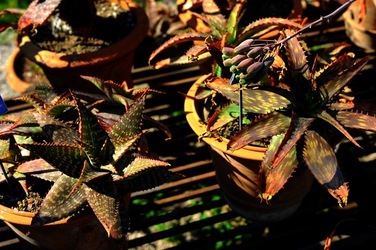 ORTO BOTANICO di Palermo nel maggio 2018. Fotografie di Giulio Azzarello &copy;2018.