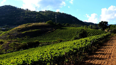 VENDEMMIA di AUTUNNO a S.Cristina Gela in Sicilia. Fotografie di Giulio Azzarello &copy;2016.