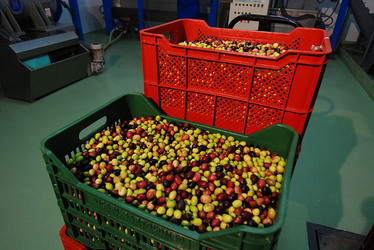 TIPICO FRANTOIO fotografie di Giulio Azzarello ©2014. TIPICO FRANTOIO fotografie di Giulio Azzarello ©2014.