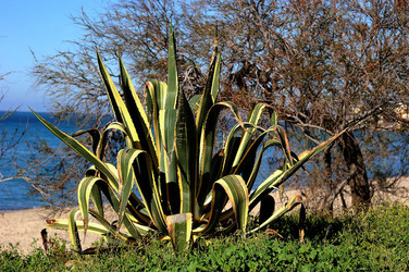 AGAVE selvatica sul mare in Sicilia a Cefalù. Fotografie di Giulio Azzarello ©2014. AGAVE selvatica sul mare in Sicilia a Cefalù. Fotografie di Giulio Azzarello ©2014.
