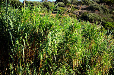 ISOLA DI USTICA la natura. Fotografie di Giulio Azzarello &copy;2016.