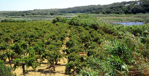 GORGHI TONDI oasi di vigneti e piante Mazzara del Vallo in Sicilia. Foto di Giulio Azzarello ©2016. GORGHI TONDI oasi di vigneti e piante Mazzara del Vallo in Sicilia. Foto di Giulio Azzarello ©2016.