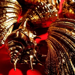 CONCHIGLIE. Fotografia di Giulio Azzarello &copy;2023.