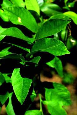 GIARDINO SICILIANO fotografie di Giulio Azzarello &copy;2020.