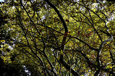 GIARDINI della BIENNALE a Venezia. Foto di Giulio Azzarello &copy;2015 2016.